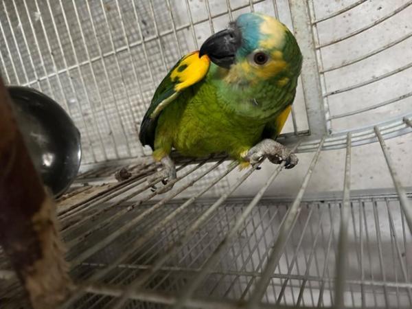 Image 3 of Blue Fronted Amazon 8year Old Male, stunning colours £600