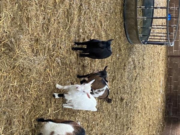 Image 1 of Job lot of Pygmy nannies for sale young goats