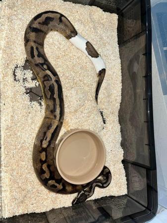 Image 4 of Male breeder pied ball python