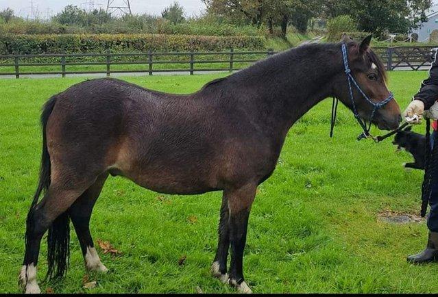 Preview of the first image of Companion / In Hand Show Pony 12.2hh WPBR x PBA Gelding.