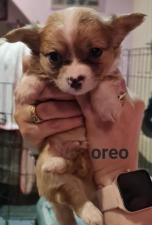 Image 12 of Super fluffy long-haired Chihuahua puppies, READY NOW!