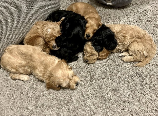 Preview of the first image of Sproodle / Cavapoo Puppies *READY TO LEAVE NOW**LAST ONE**.