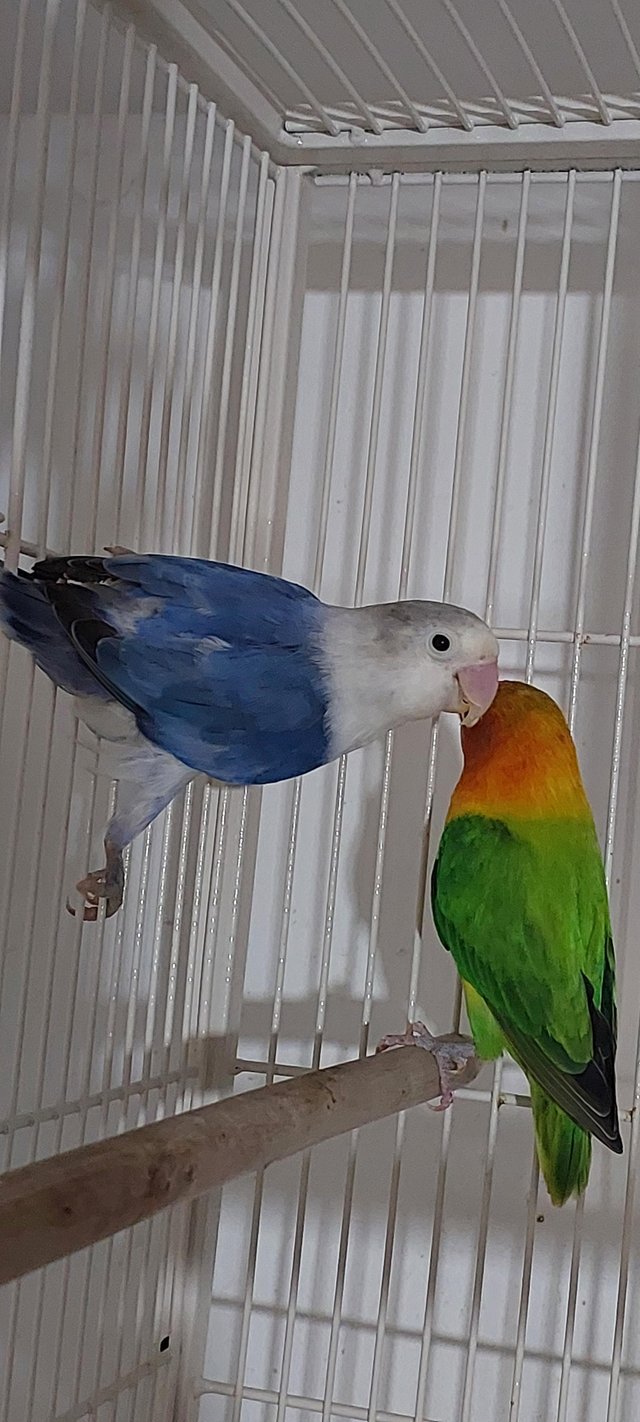 Preview of the first image of Proven breeding pair of love birds.