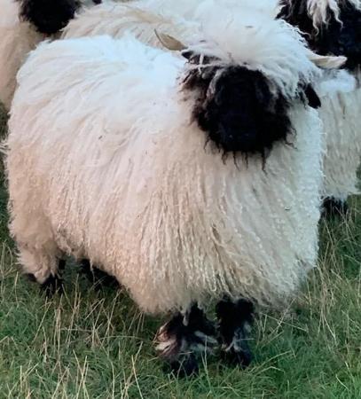Image 3 of FLOCK REDUCTION Valais females available various ages