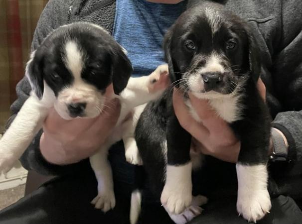 Image 3 of 5 week old Bocker puppies