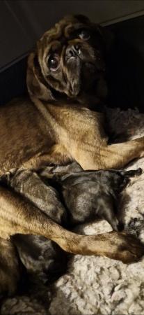 Image 5 of Amazing pugalier Puppy's pug