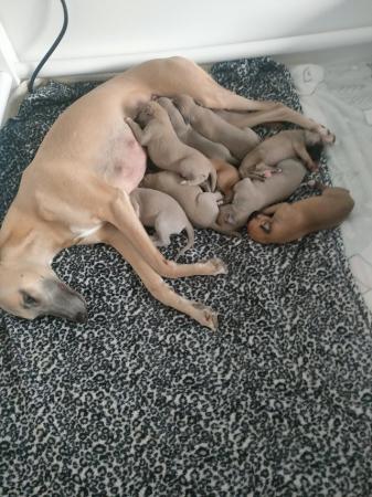 Image 2 of Stunning litter of whippet puppies, KC reg from show lines