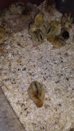 Image 3 of Quail mixed colours Hatched 26 April