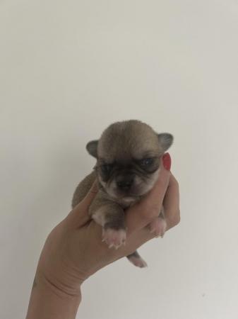 Image 5 of Teacup chihuahuas for sale