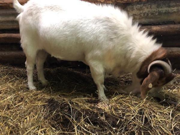 Image 1 of 3-year old purebred Boer billy