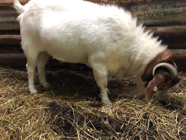 Preview of the first image of 3-year old purebred Boer billy.