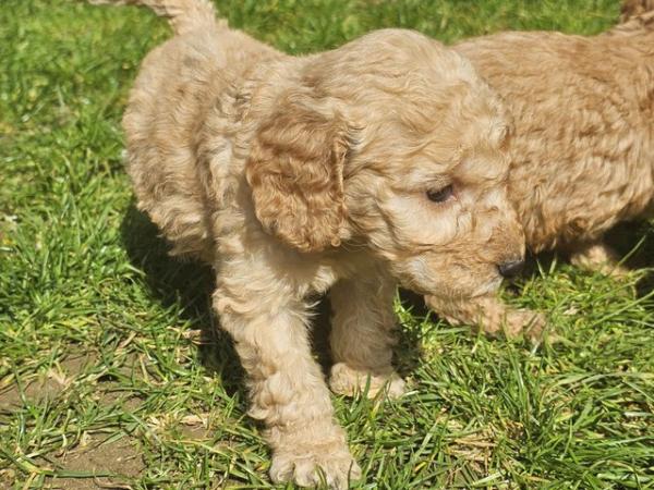 Image 8 of Exceptional quality litter of cockapoo puppies