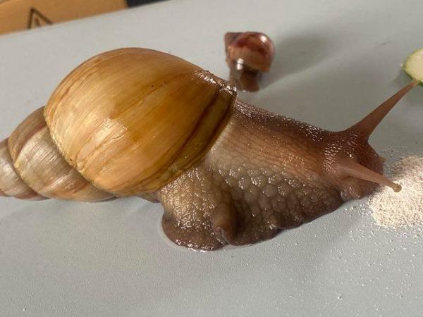 Image 5 of Giant African land snails for sale
