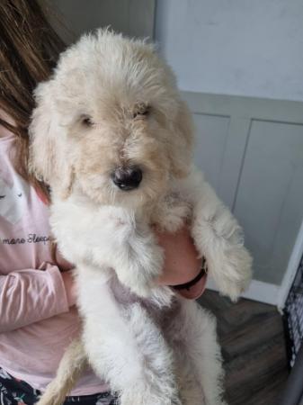 Image 32 of Ready to leave now. Goldendoodle puppies