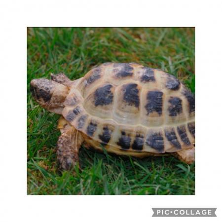 Image 1 of Horsefield tortoise home awaits