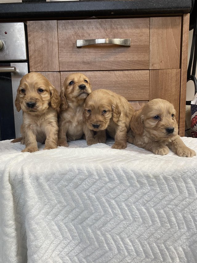 Preview of the first image of Stunning red cockapoo pups.