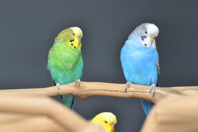 Image 3 of Baby budgies for sale,19