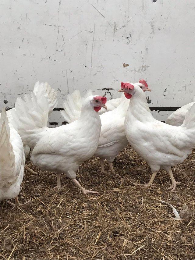 Preview of the first image of Pol white leghorns pullets 18 weeks.