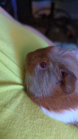 Image 2 of Guinea pigs for sale different bonded pairs