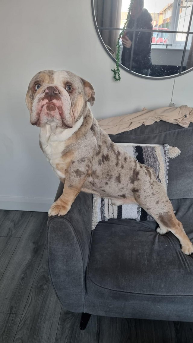 Preview of the first image of 20 months old english bulldog merle.