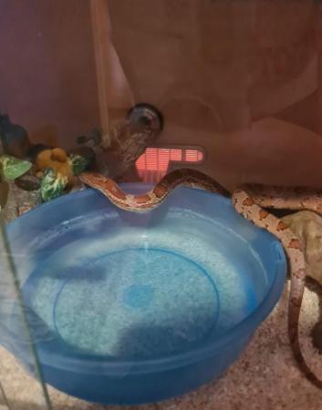 Image 1 of Adult male corn snake for sale