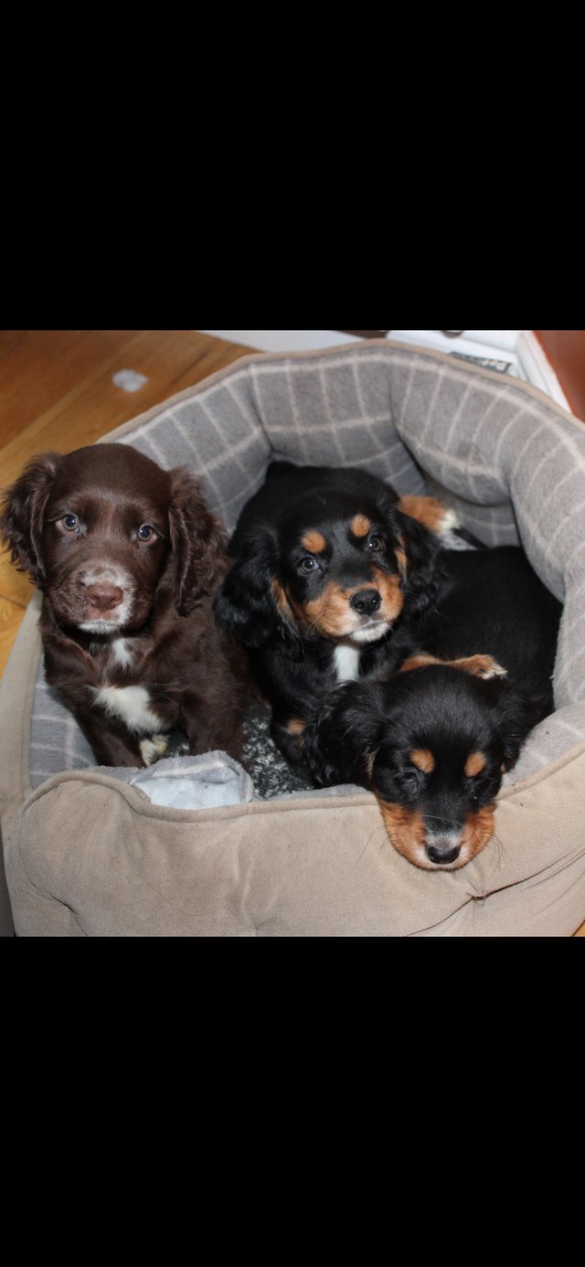 Preview of the first image of Outstanding sprocker puppies.