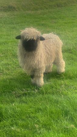 Image 3 of Valais Blacknose registered ewes lambs and ram lamb