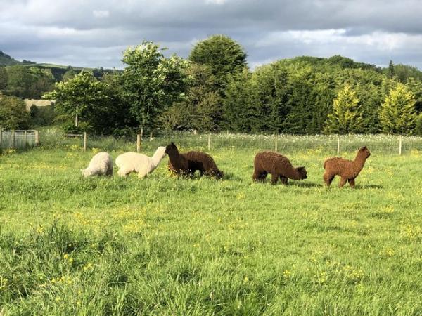 Image 2 of Alpacas for sale PET BOYS (also breeding stock available)