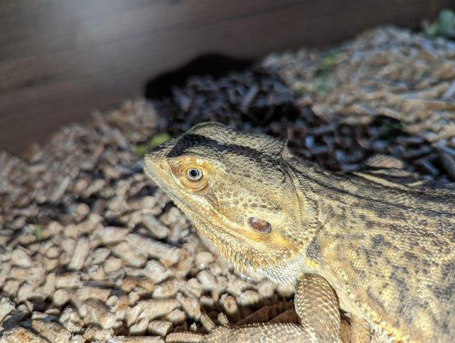 Preview of the first image of Unwanted reptiles of all kinds (rescue home).