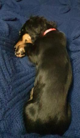 KC registered Miniature dachshund puppy for sale in Telford, Shropshire - Image 5