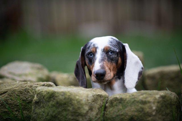 Image 4 of Stunning dachshunds for stud duties