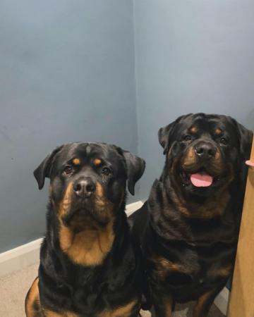 Image 1 of Rottweiler kc registered puppies