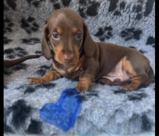 Image 5 of Miniature dachshund puppies for sale