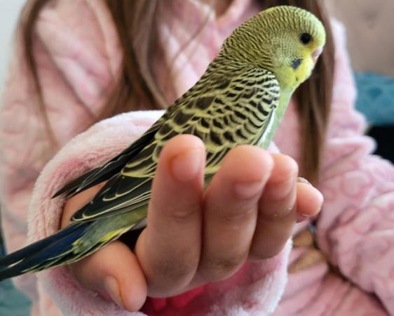 Image 4 of Hand Reared Tamed Baby Budgie