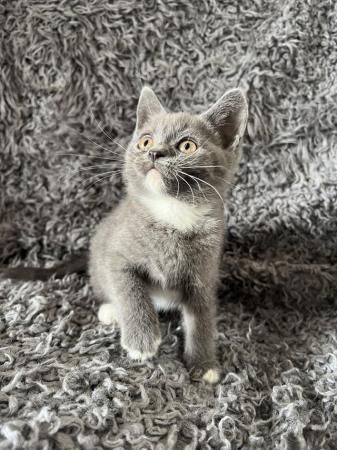 Image 1 of 9 week old bsh kittens ready now