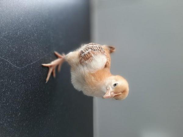 Image 2 of SERAMA CHICKEN CHICKS & MIXED BREED CHICKS FOR SALE