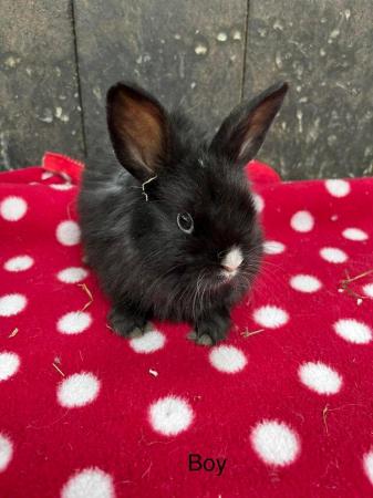 Image 11 of Stunning mini lop and lion head rabbits