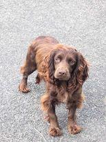 Preview of the first image of KC Reg working type cocker spaniel Female.