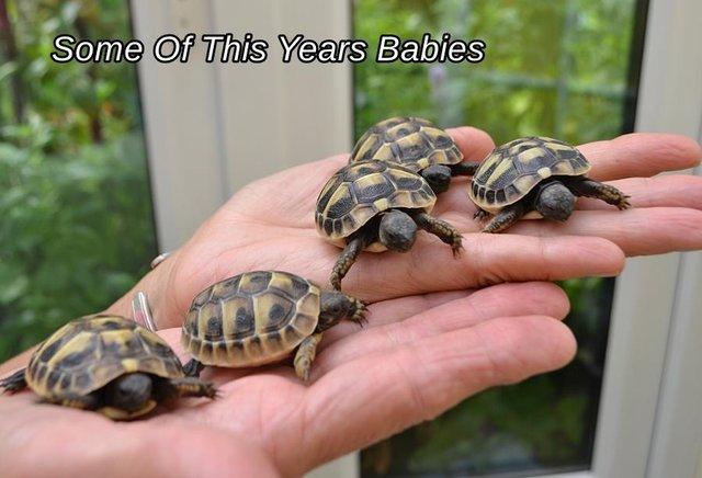Image 8 of Hermans Tortoise Hatchlings - Baby - Testudo Hermanni