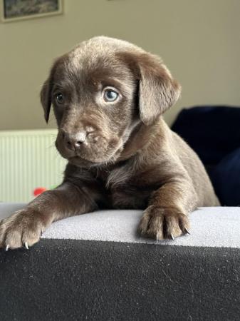 Image 22 of *SOLD*KC Registered Chocolate Labrador Retriever puppies