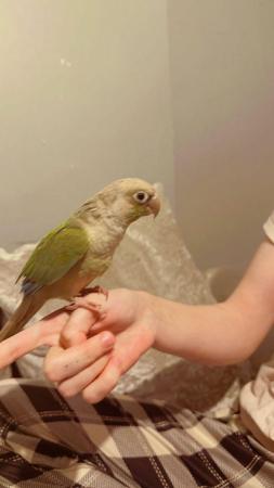 Image 7 of Baby hand tame alexandrine, derbyian and green cheek conures