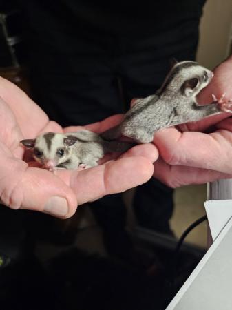 Image 3 of Sugar gliders common gray. 14 week old twins.