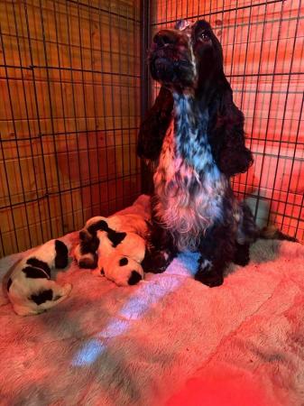 Image 7 of BLUE ROAN PURE SHOW COCKER SPANIEL PUPPIES DNA TESTED
