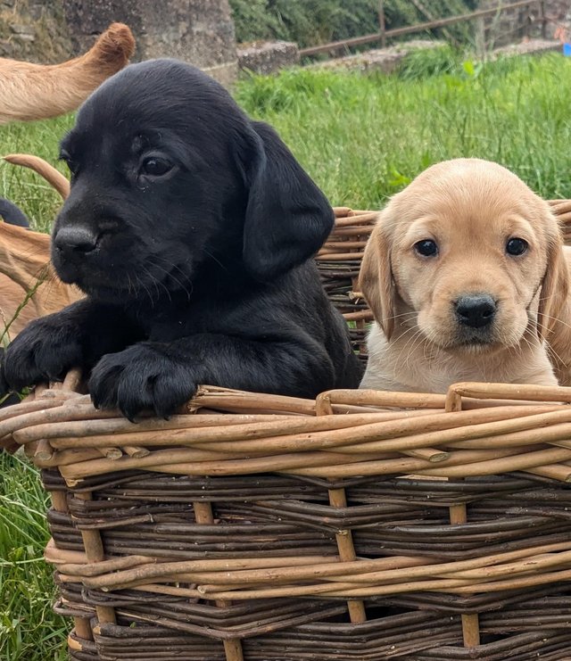 Preview of the first image of Labrador X cocker puppies.