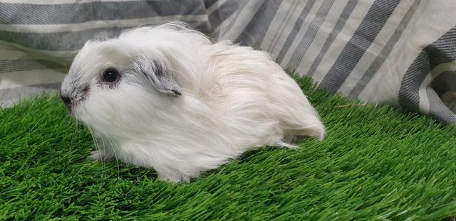 Image 8 of I have for sale Boar (Male) Guinea Pigs