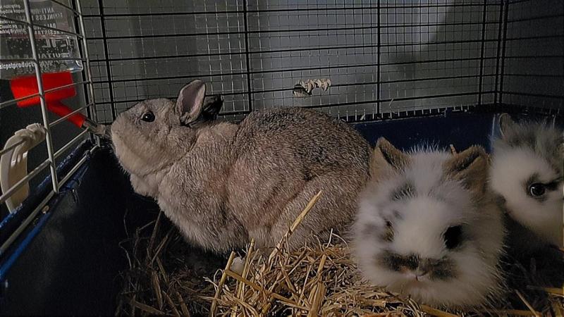 Image 5 of 8 week old rabbits, netherland dwarf × lionheads