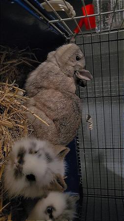 Image 5 of 8 week old rabbits, netherland dwarf × lionheads