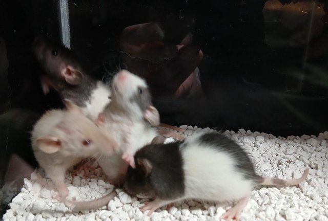 Image 17 of Baby Rats Dumbo's and Straight ears