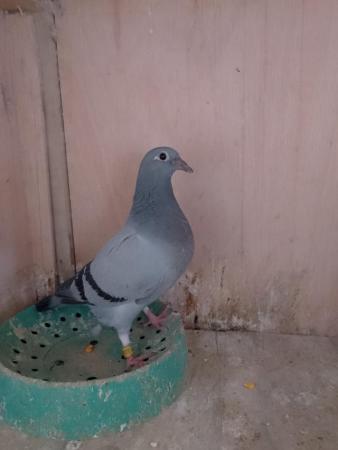 Image 5 of Racing pigeons available all ages