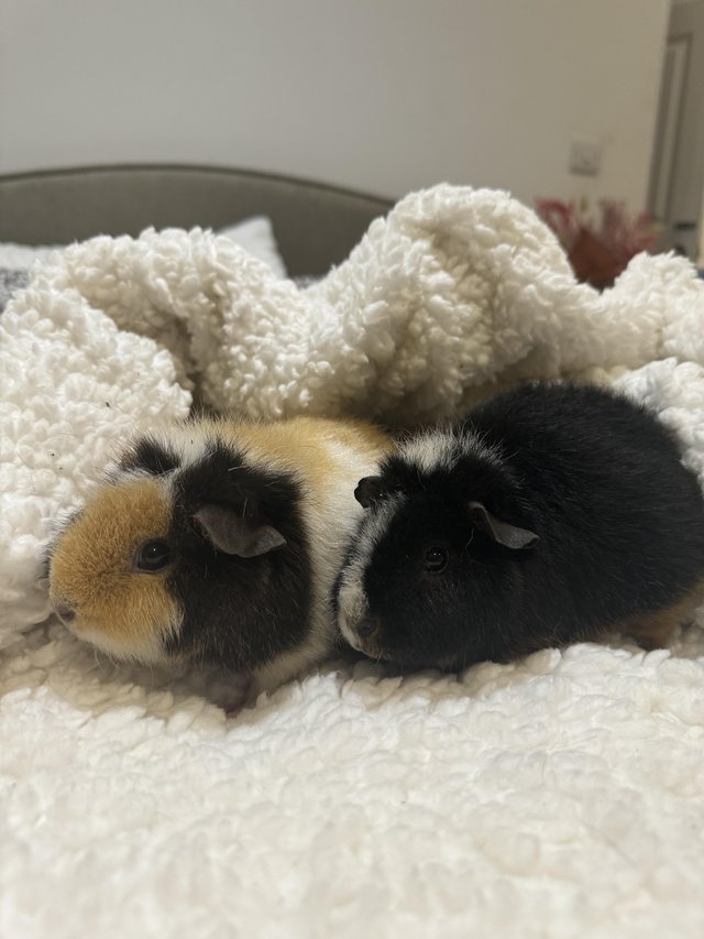 Preview of the first image of Rehoming 2x Teddy Sows & 1 Baby Boar.